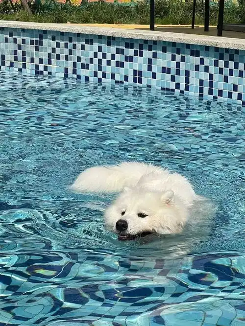 一组狗狗游泳头像,夏日氛围感拉满
