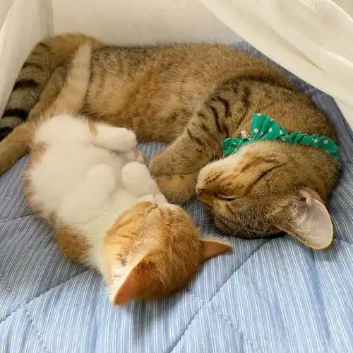 和妈妈一起睡猪猪萌