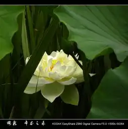 也学拍荷花