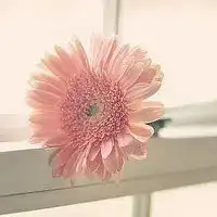 微信图片有关鲜艳的花免费下载微信头像图片大全