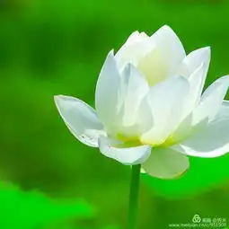 故土,我永远的怀念写在父亲逝世三周年