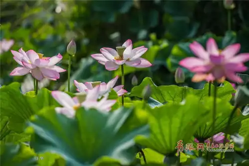 七月醉美荷花季李村河公园荷花满塘待君来