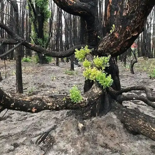 澳大利亚火灾过后,大自然开始自我修复,感叹大自然太强大了