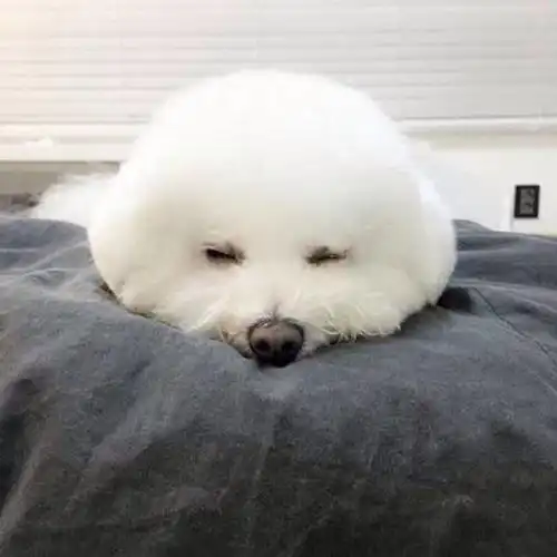 比熊吃什么狗粮没泪痕,比熊去泪痕狗粮排行榜有吗