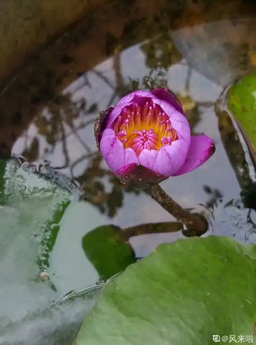 莲花配仲夏,这3种莲养好了,盆内开满花