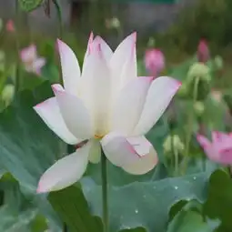 莲花图片,莲花图片大全