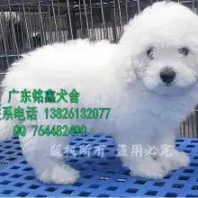 首页山东虹氏宠物发展集团主营贵宾犬比熊犬泰迪熊
