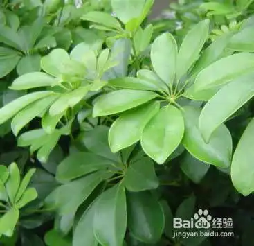养什么植物最旺财运