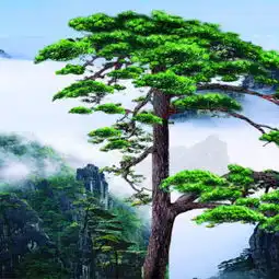 测试一个超长简介的文章