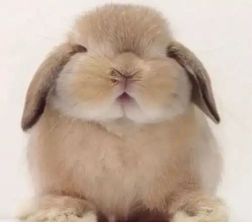 爱宠大揭秘