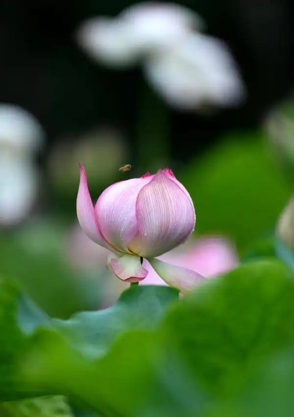 小暑荷生香