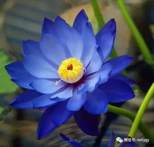 荷花开啦2018蠡园荷展,一场极尽心意的庭院之旅