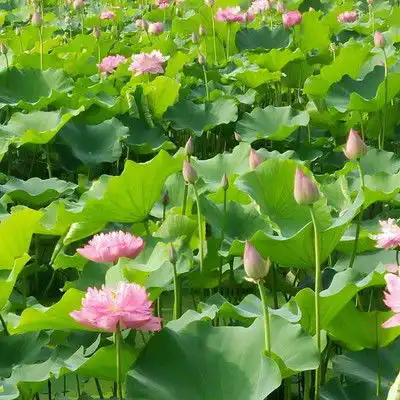 越老越漂亮的3种生肖女,喜欢打扮自己,很有吸引力