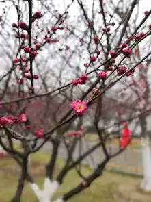 观花2019之张家港香山梅岭看梅花