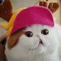 卡通大脸猫咪微信头像真实可爱大脸猫动漫头像