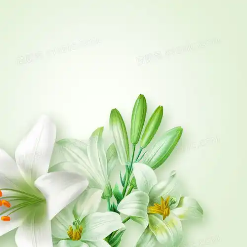 百合花背景图片下载免费高清百合花背景设计素材图精灵