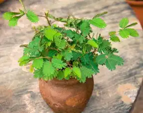 专家提醒这十种花最好不要在室内摆放