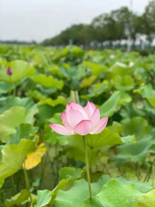 上海郊游之新浜荷花节
