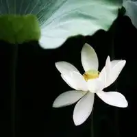白荷花头像白色唯美荷花头像图片