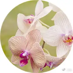 哪些花不能放室内