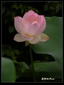 华岩寺荷花专辑包包