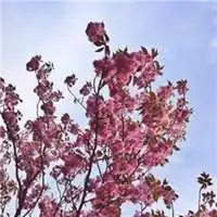 可爱小牛和花朵头像微信头像图片大全