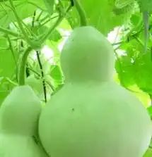 八种美食帮你吃掉高血压