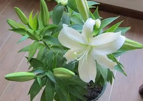 百合耐冻吗冬天怕不怕冻
