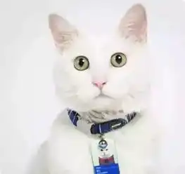 2年前一只饿猫走进腾讯如今成为4万员工之一风光无限