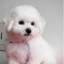 泰迪熊博美犬比熊金毛松狮萨摩耶贵宾