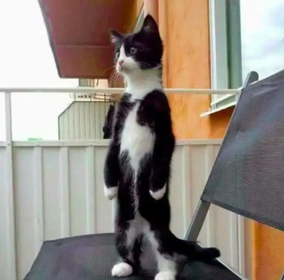 奶牛猫果然是猫界的哈士奇,每次做站立动作后,都会对家里攻击