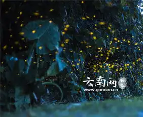 6月的版纳热带植物园美若仙境萤火虫发出点点星光高清