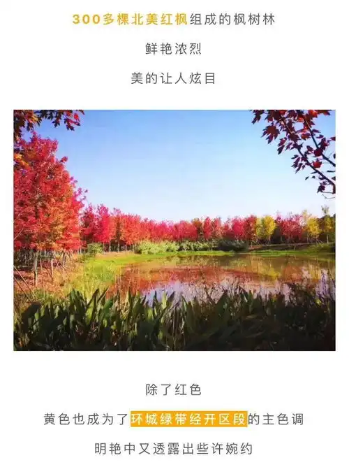 视觉绝美长沙县新晋网红枫景打卡地竟然在....