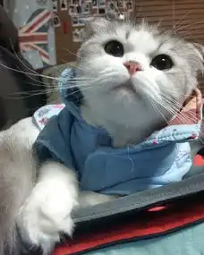萌到爆的大脸猫咪图片素材大脸也可以萌到爆