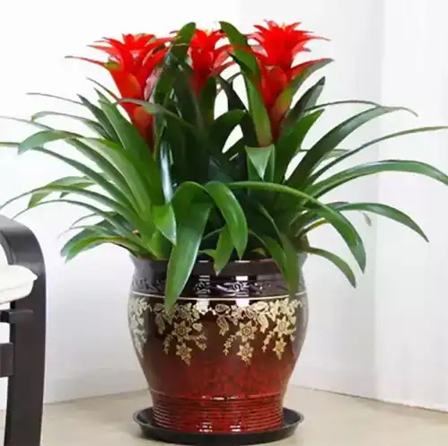 花草常见的养护问题,你中招了吗