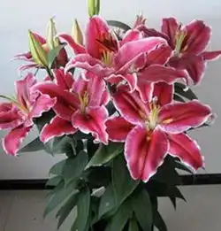 测试一个超长简介的文章