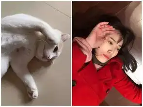 当猫咪玩起了cosplay,只有你想不到没有我扮不到