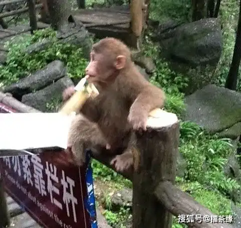 每发一次金丝猴,峨眉山的猴子就要遭遇一次网暴