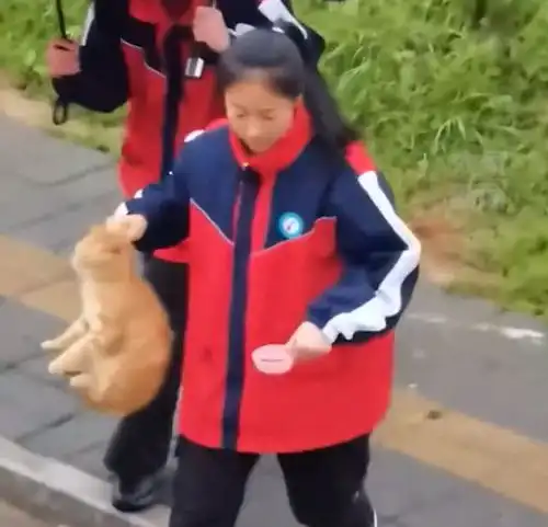 安徽15岁女孩连续3年捡回12只流浪猫,妈妈女儿对猫没有抵抗力