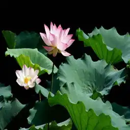 莲花图片,莲花图片大全