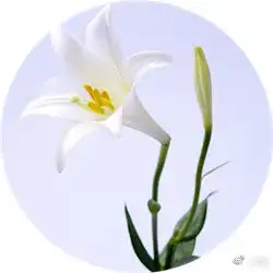哪些花不能放室内