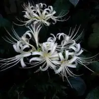 彼岸花头像记忆中的美好回忆微信头像图片大全