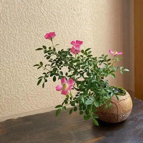 适合雅室的禅意小盆景奢华易得品位难求