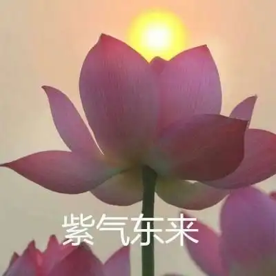 微信头像图片2020荷花带字系列荷花带字微信头像高清大全集