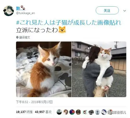 岁月这把无情刀,糊了暹罗的毛,肥了橘猫的腰,幻灭无数小奶猫