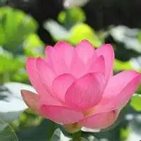 荷花微信头像图片大全微信头像图片大全
