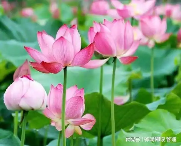 荷花定律,学深悟透弄懂做实,可以实现理想,创造辉煌