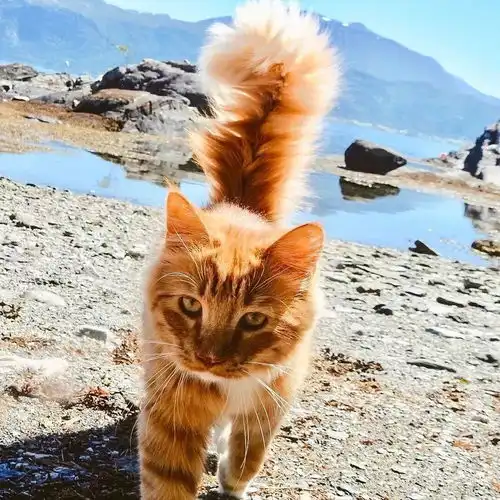 十橘九胖这只长成小松鼠的小奶猫,帅到突破天际绝对的冒险家一枚