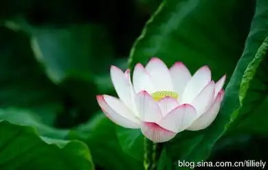 惠我以真实之利