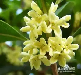 旺财旺家的阳台植物